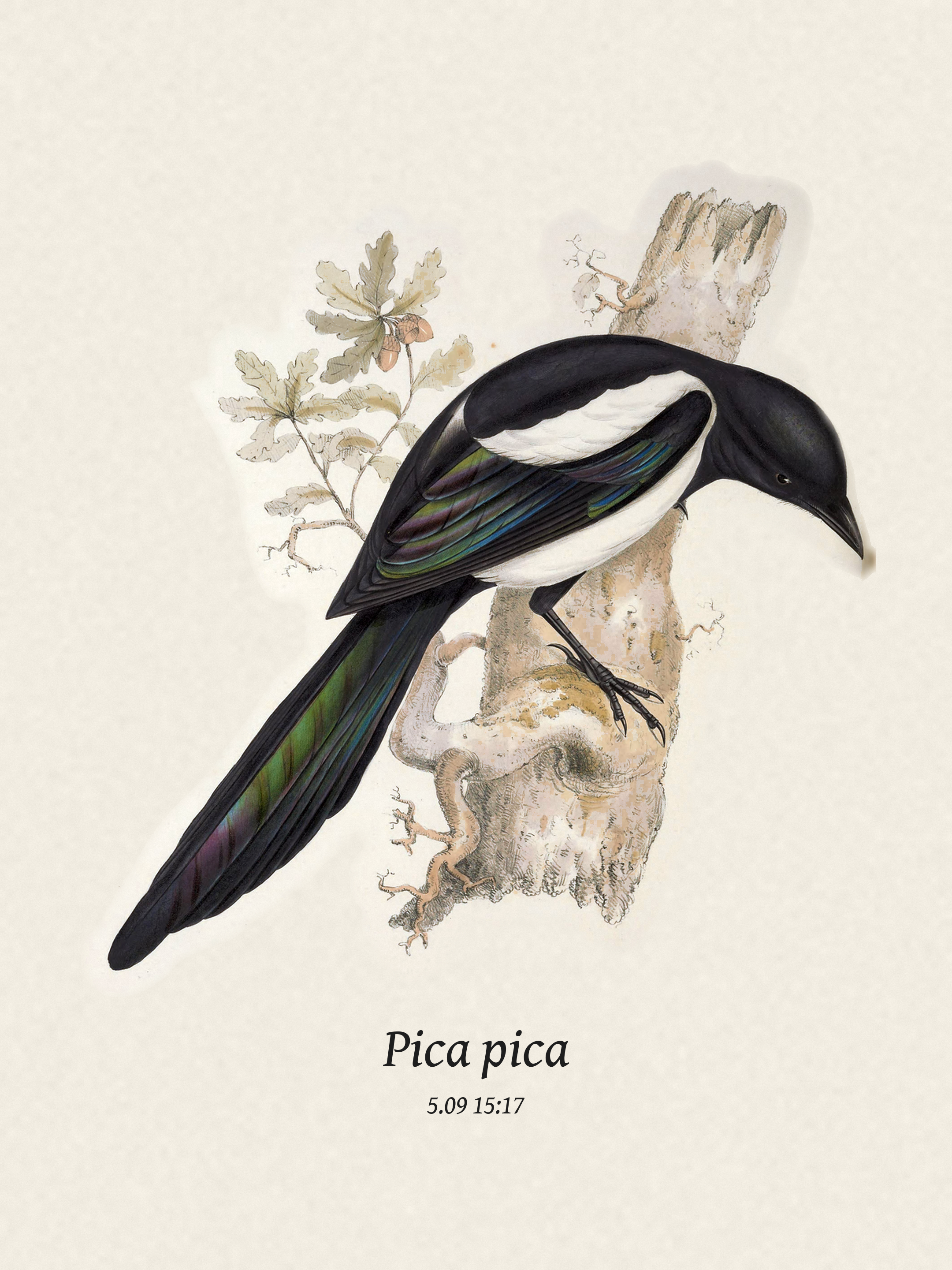 Birds seen recently